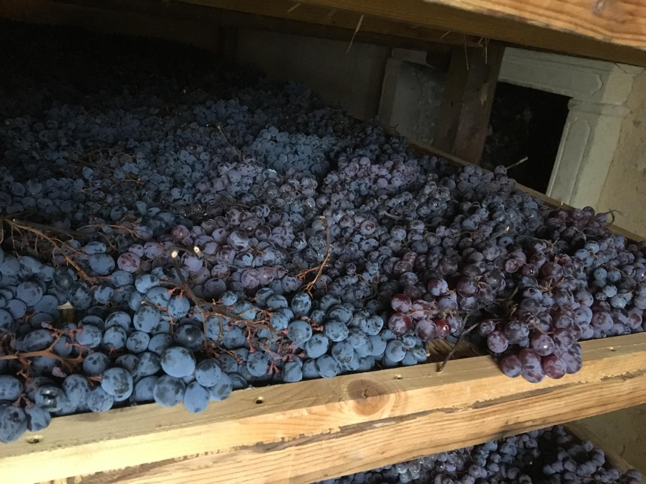 Mãos colhendo uvas na vinha